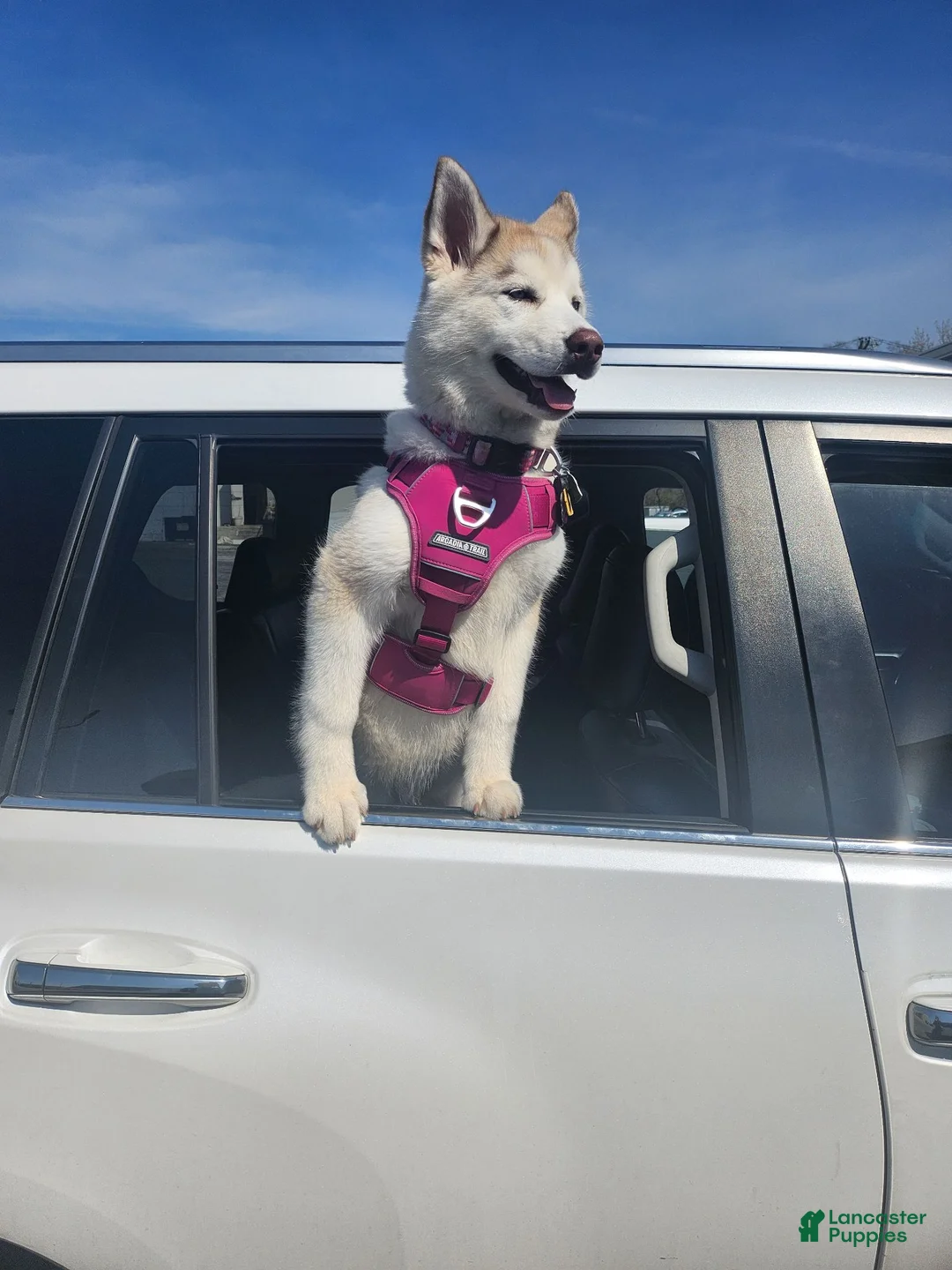 Mixed Breed dogs for sale: Mixed Breed 1 - Ad 6
