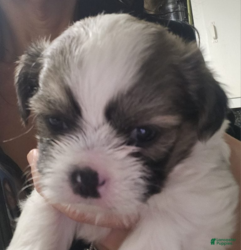 Shih Tzu dogs Shih Tzu Puppy 1 - Ad 23