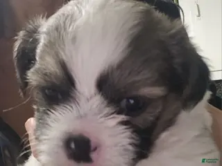 Shih Tzu dogs Shih Tzu Puppy 1 - Ad 20
