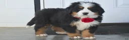 Bernese Mountain Dog dogs for sale: Grayson - Ad 3