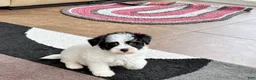 Havapoo dogs for sale: Havapoo boy 2 - Ad 4