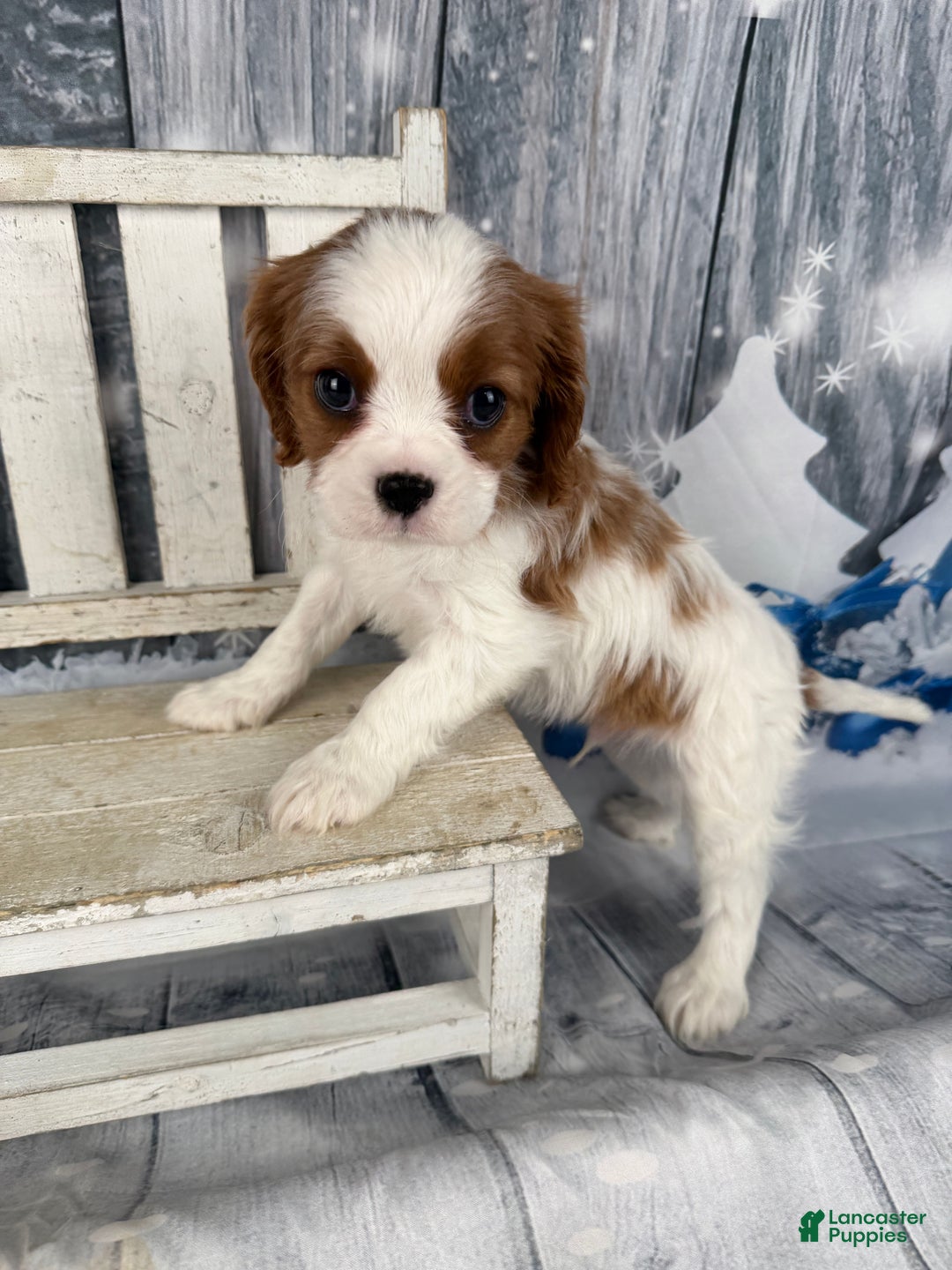 Cavalier King Charles Spaniel dogs for sale: Charlie - Ad 10