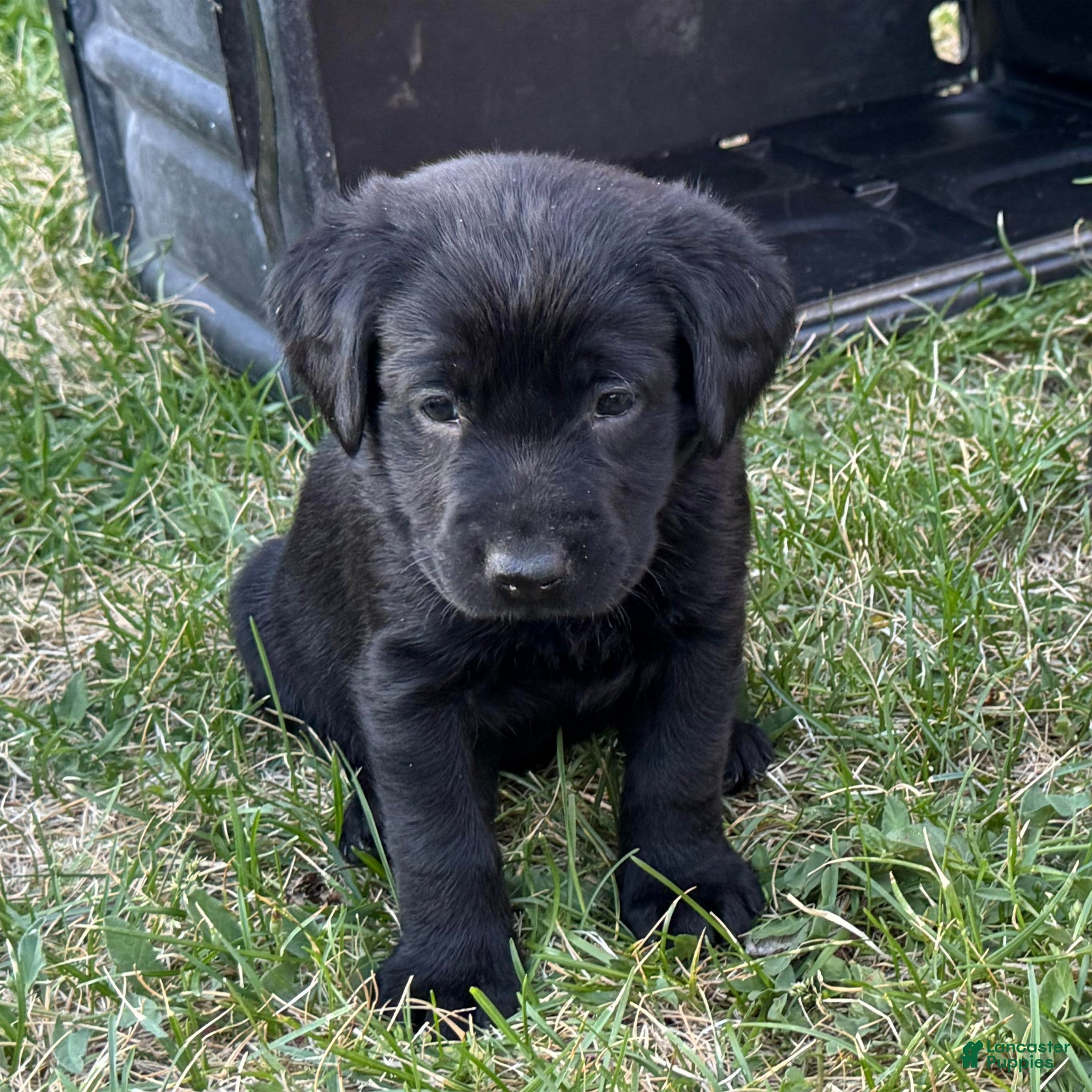 Labrador Retriever dogs Orange Collar Labrador Retriever Puppy 7 - Ad 9