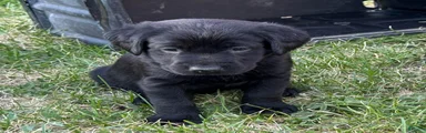 Orange Collar Labrador Retriever Puppy 7