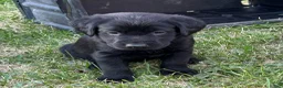 Labrador Retriever dogs for sale: Orange Collar Labrador Retriever Puppy 7 - Ad 1