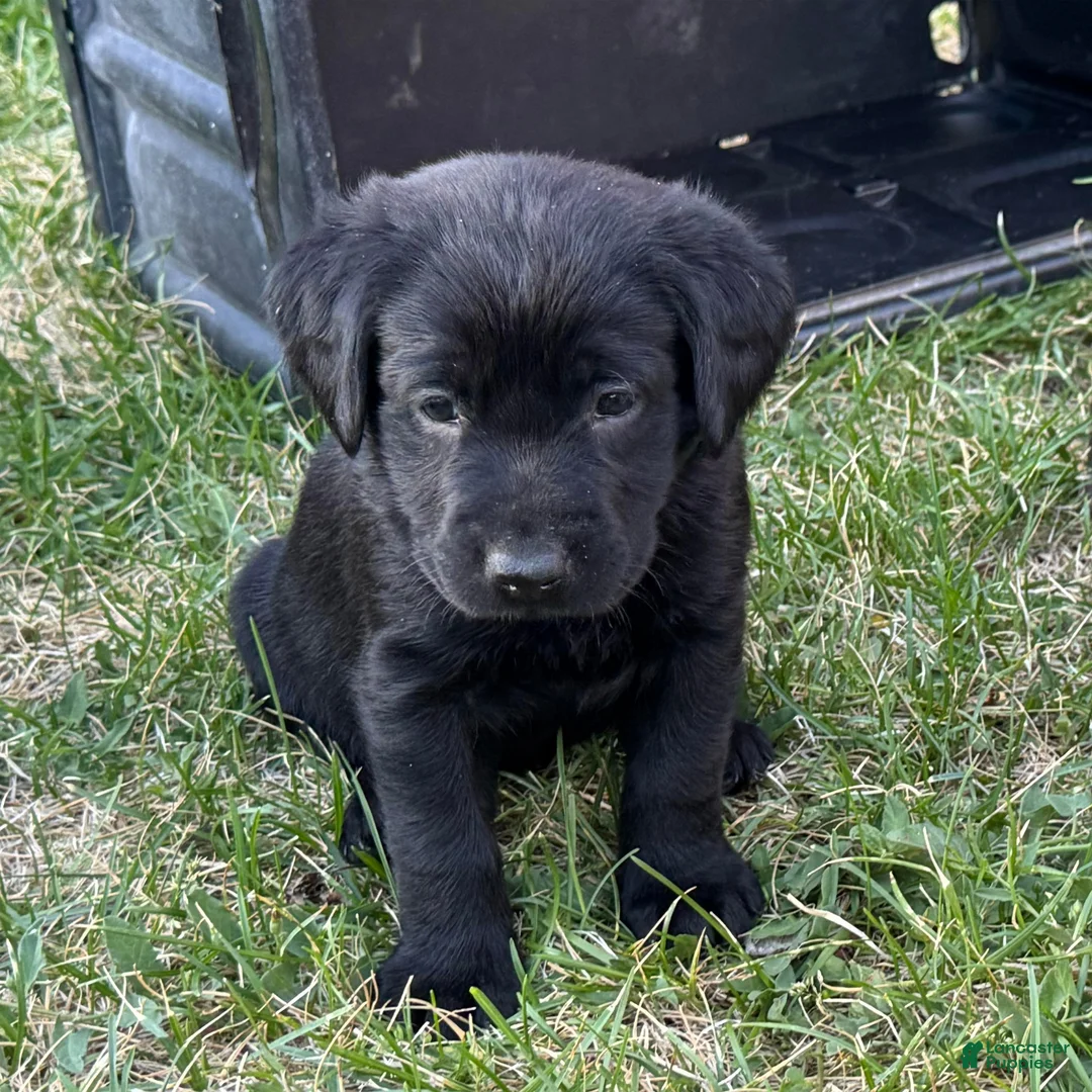 Labrador Retriever dogs for sale: Orange Collar Labrador Retriever Puppy 7 - Ad 1