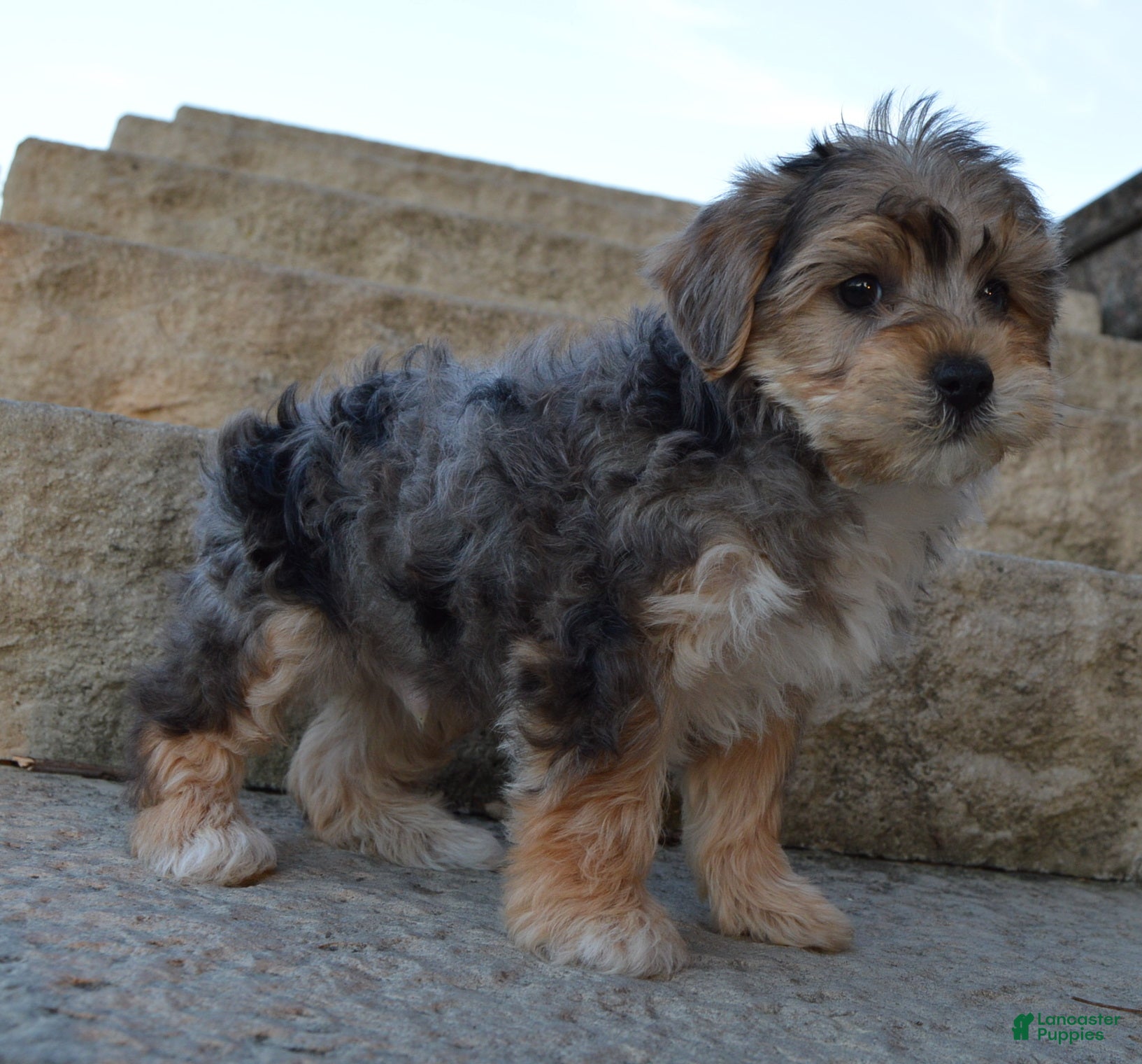 Yorkiepoo dogs for sale: Simba - Ad 2