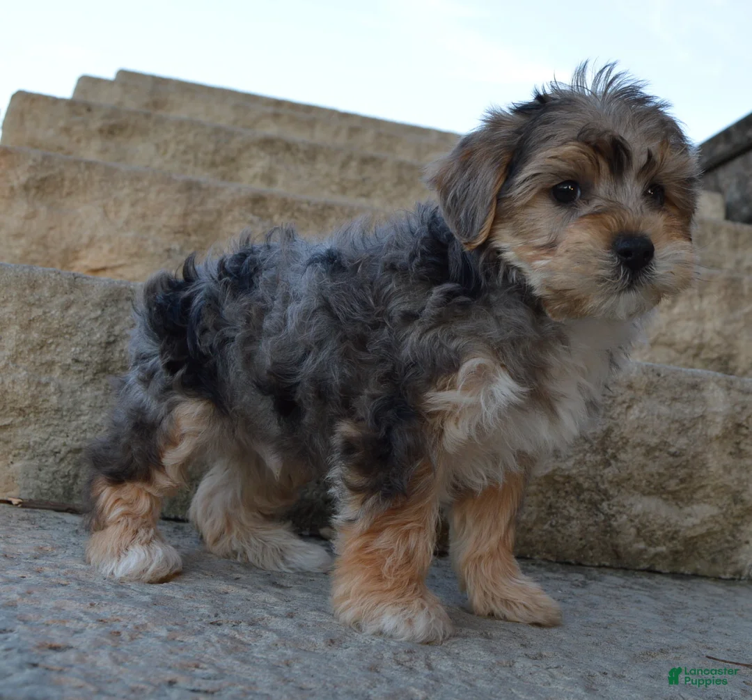Yorkiepoo dogs for sale: Simba - Ad 2