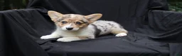 Welsh Corgi Pembroke dogs for sale: Splash - Ad 1
