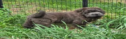 Shar Pei dogs for sale: Blue bear mini - Ad 8