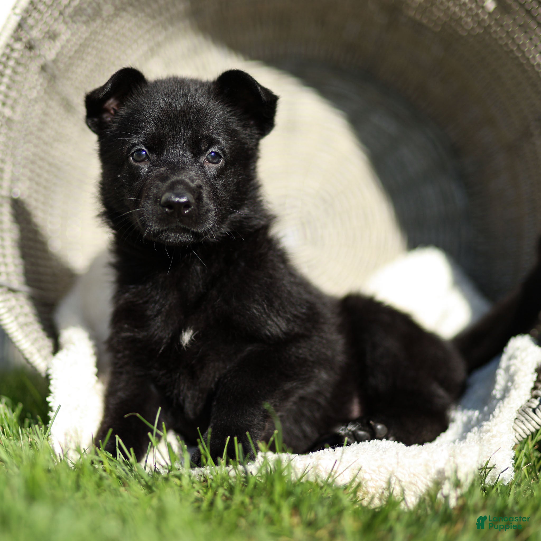 German Shepherd dogs Flurry German Shepherd  - Ad 2