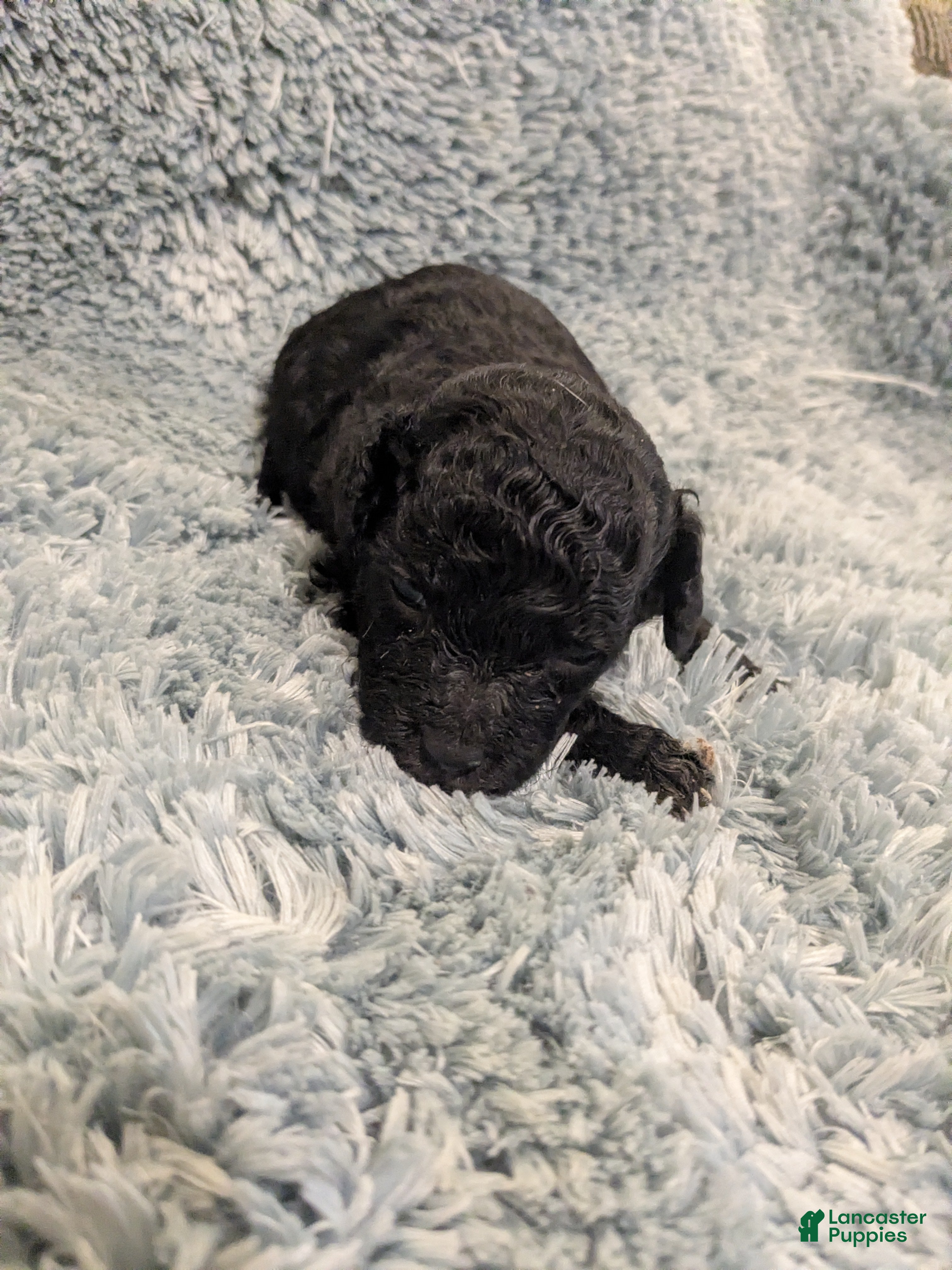 Toy Poodle dogs Toy Poodle Puppy 1 - Ad 15