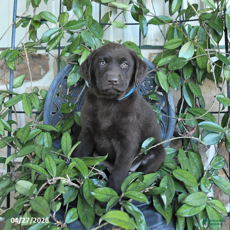 Labrador Retriever dogs Moose - Ad 1