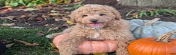 Mini Goldendoodle dogs for sale: Buster - Ad 17
