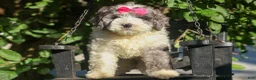 Cavapoo dogs for sale:  Gabby 🩷🐶 - Ad 2