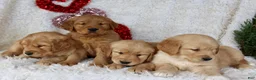 Golden Retriever dogs for sale: Golden Retriever Puppy Female 1 - Ad 6