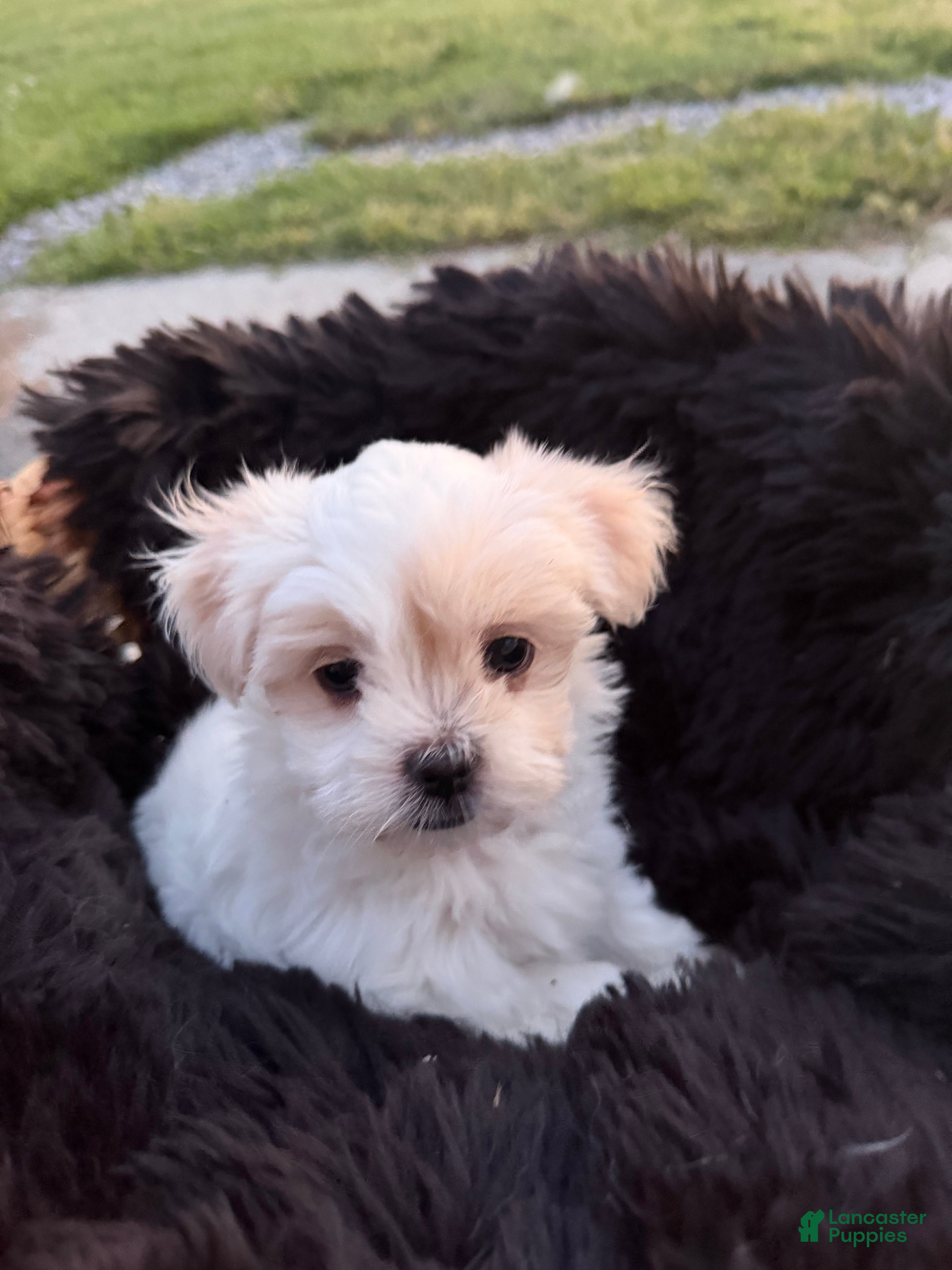 Malshi dogs Malshi Puppy 3 - Ad 6