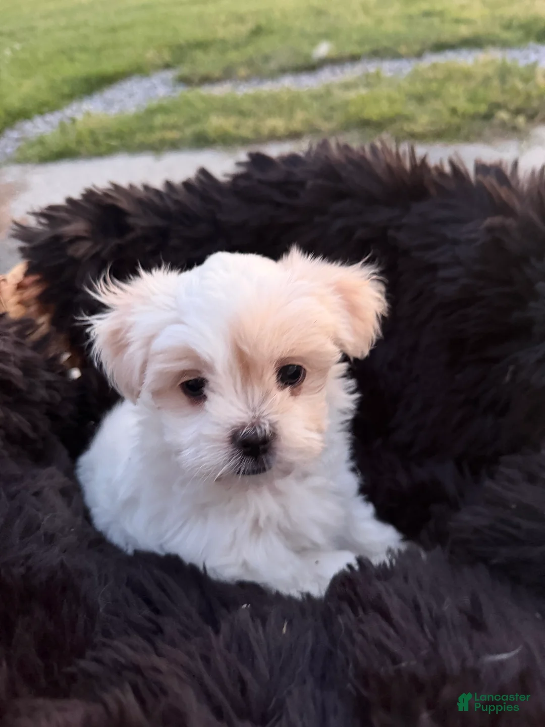 Malshi dogs for sale: Malshi Puppy 3 - Ad 1