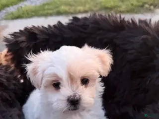 Malshi dogs Malshi Puppy 3 - Ad 6