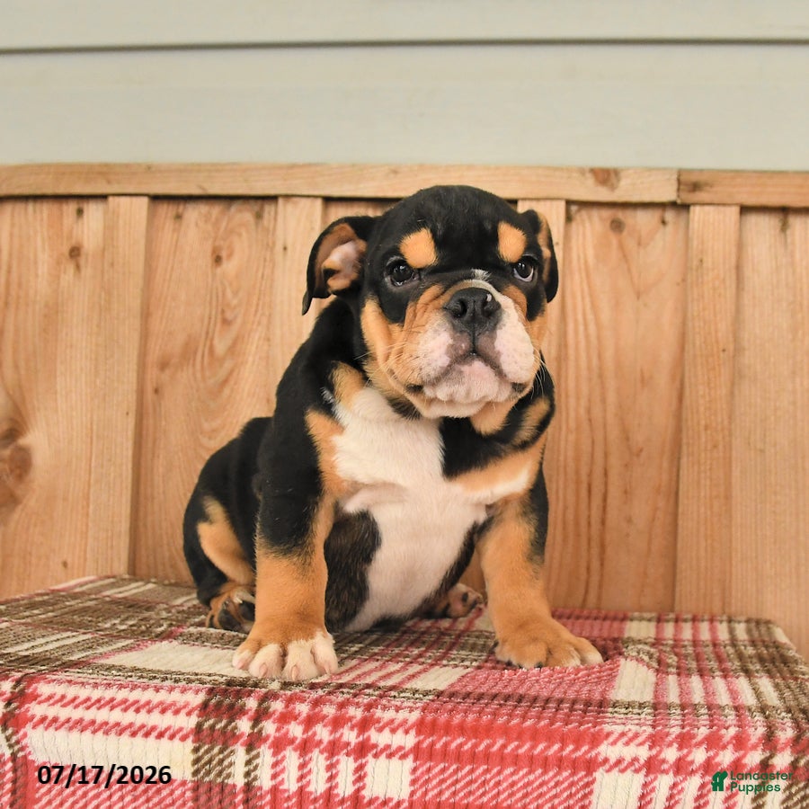 English Bulldog dogs Dozer - Ad 2