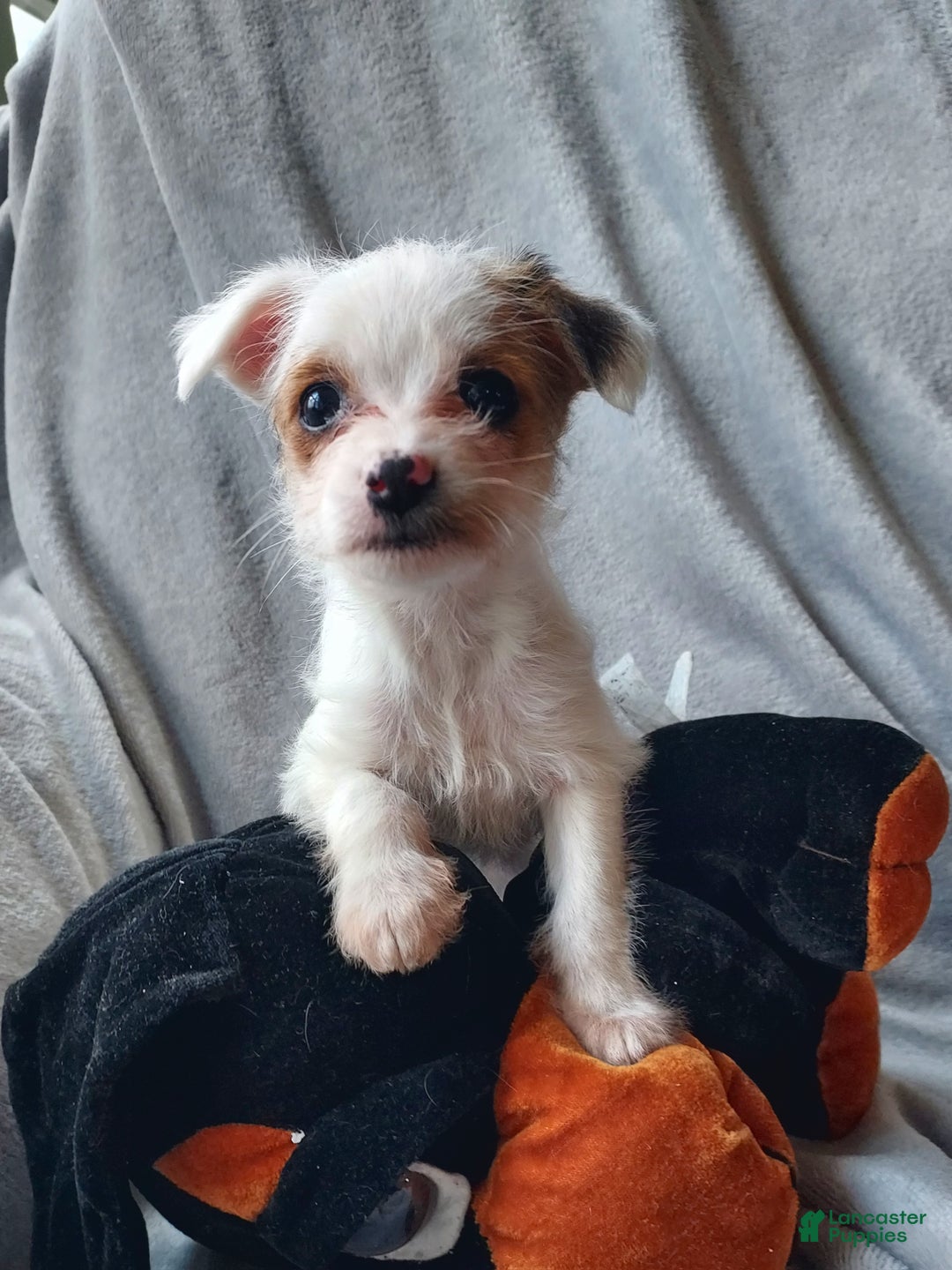 Jackapoo dogs for sale: Kenzie - Ad 1