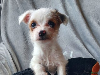 Jackapoo dogs Kenzie - Ad 12