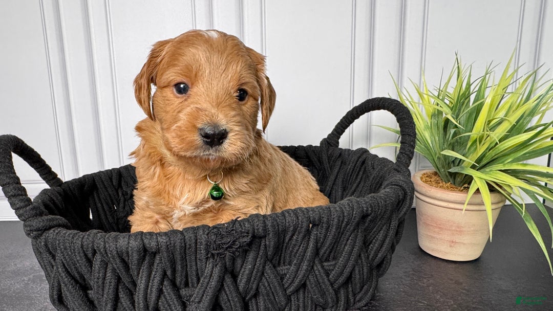 Mini Goldendoodle dogs for sale: Zero Mini Goldendoodle - Ad 3