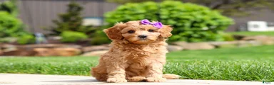 Poppy