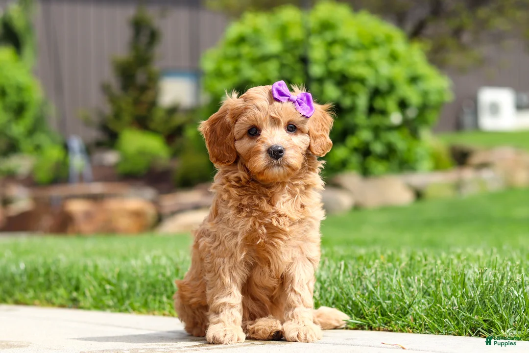 Cavapoo dogs for sale: Poppy - Ad 1