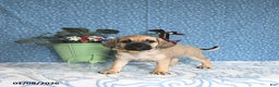 Puggle dogs for sale: Karlas - Ad 2