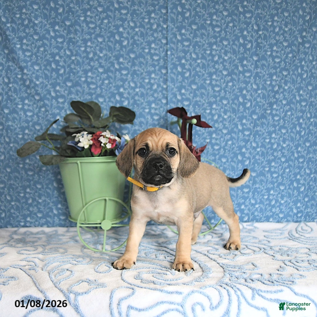 Puggle dogs for sale: Karlas - Ad 2