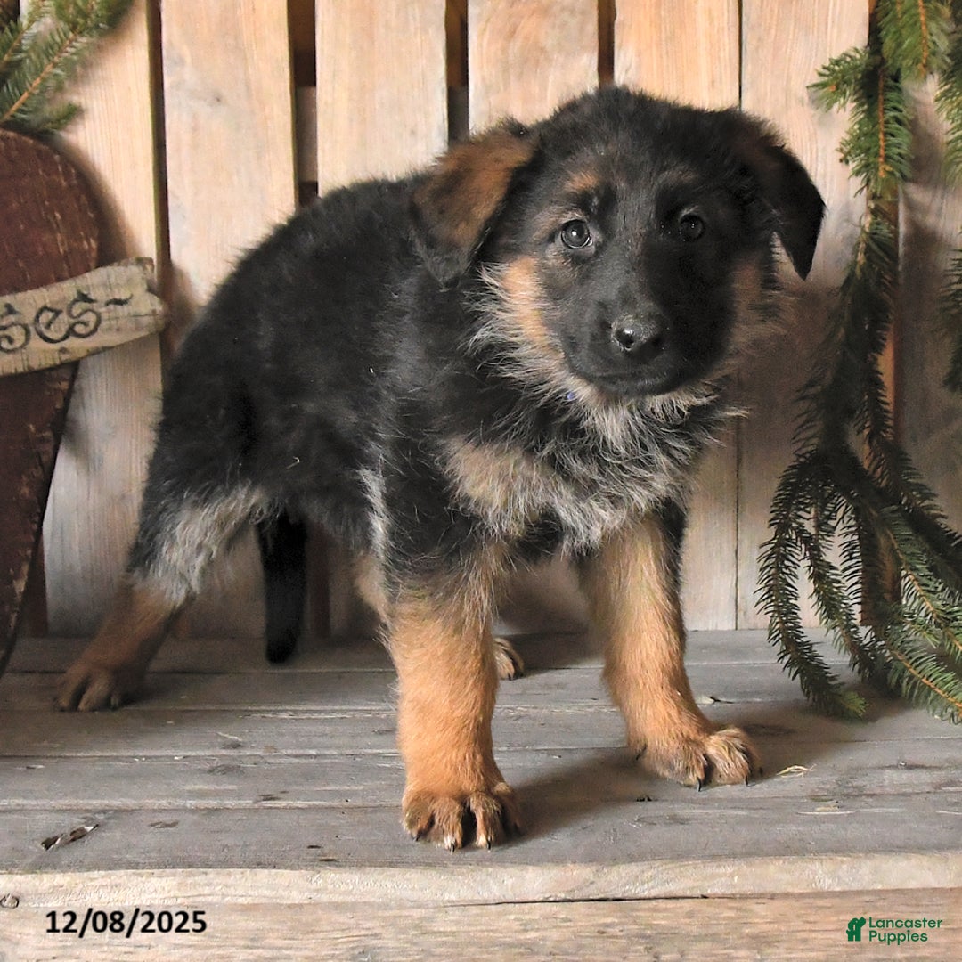 German Shepherd dogs for sale: Sassy - Ad 3