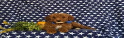 Cavapoo dogs for sale: Frazier Hypoallergenic - Ad 5