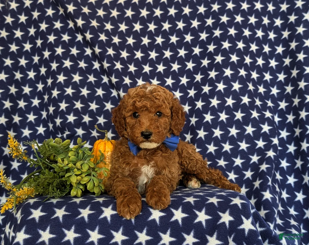 Cavapoo dogs for sale: Frazier Hypoallergenic - Ad 5