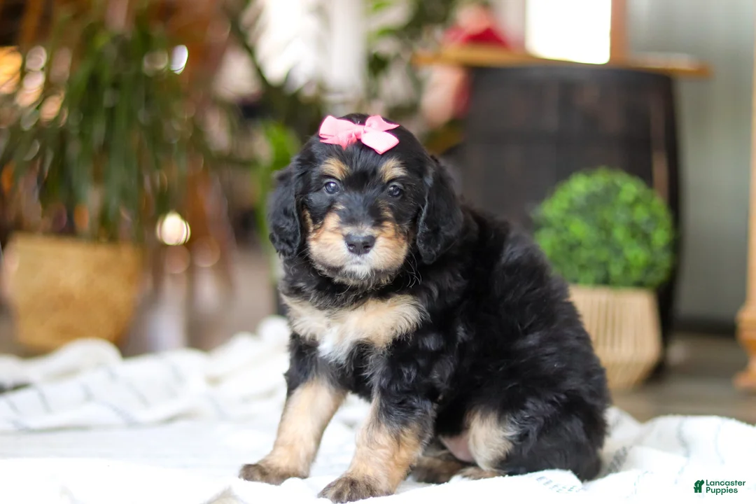 Bernedoodle dogs for sale: Shamrock - Ad 2