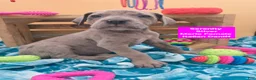 Daniff dogs for sale: Serenity  - Ad 1
