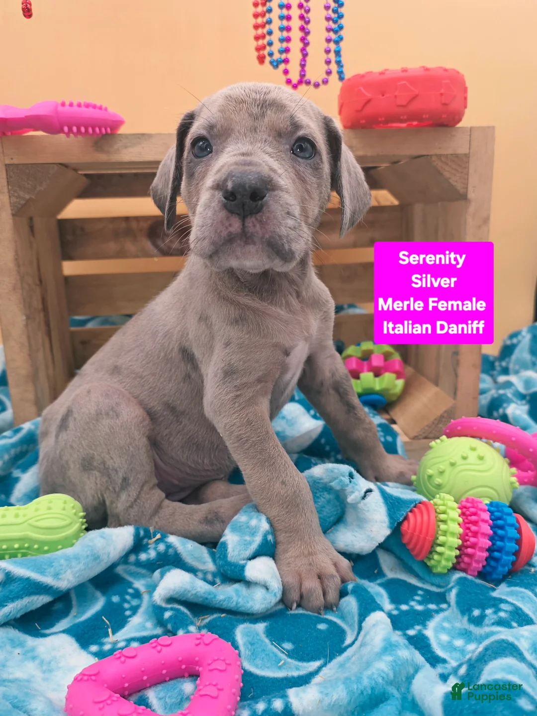 Daniff dogs for sale: Serenity  - Ad 1