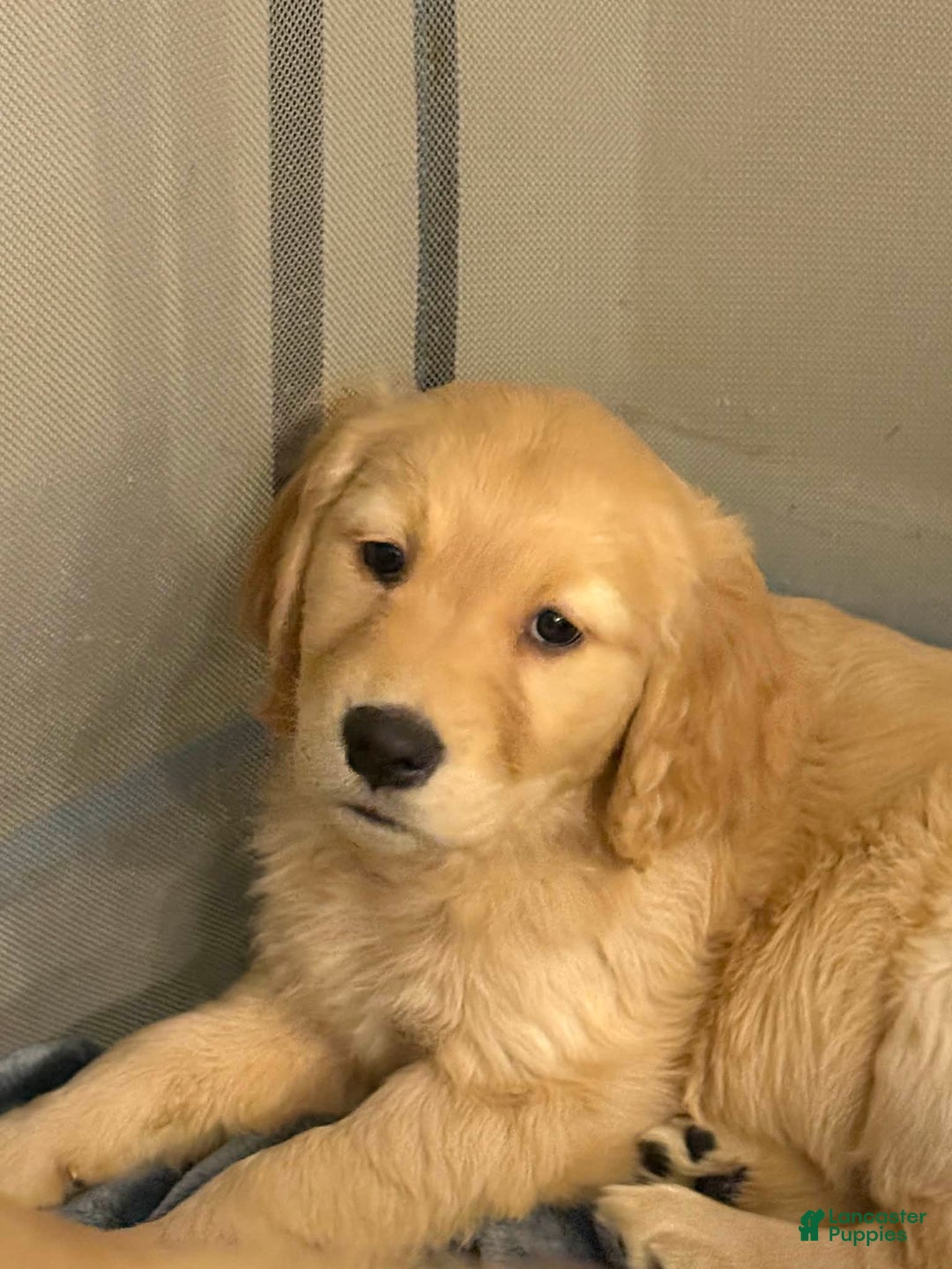 Golden Retriever dogs for sale: Golden Retriever Puppy 1 - Ad 2