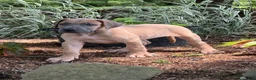 Great Dane dogs for sale: Patience Great Dane  - Ad 13