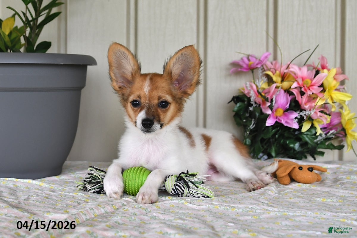 Papillon dogs Daisy - Ad 2