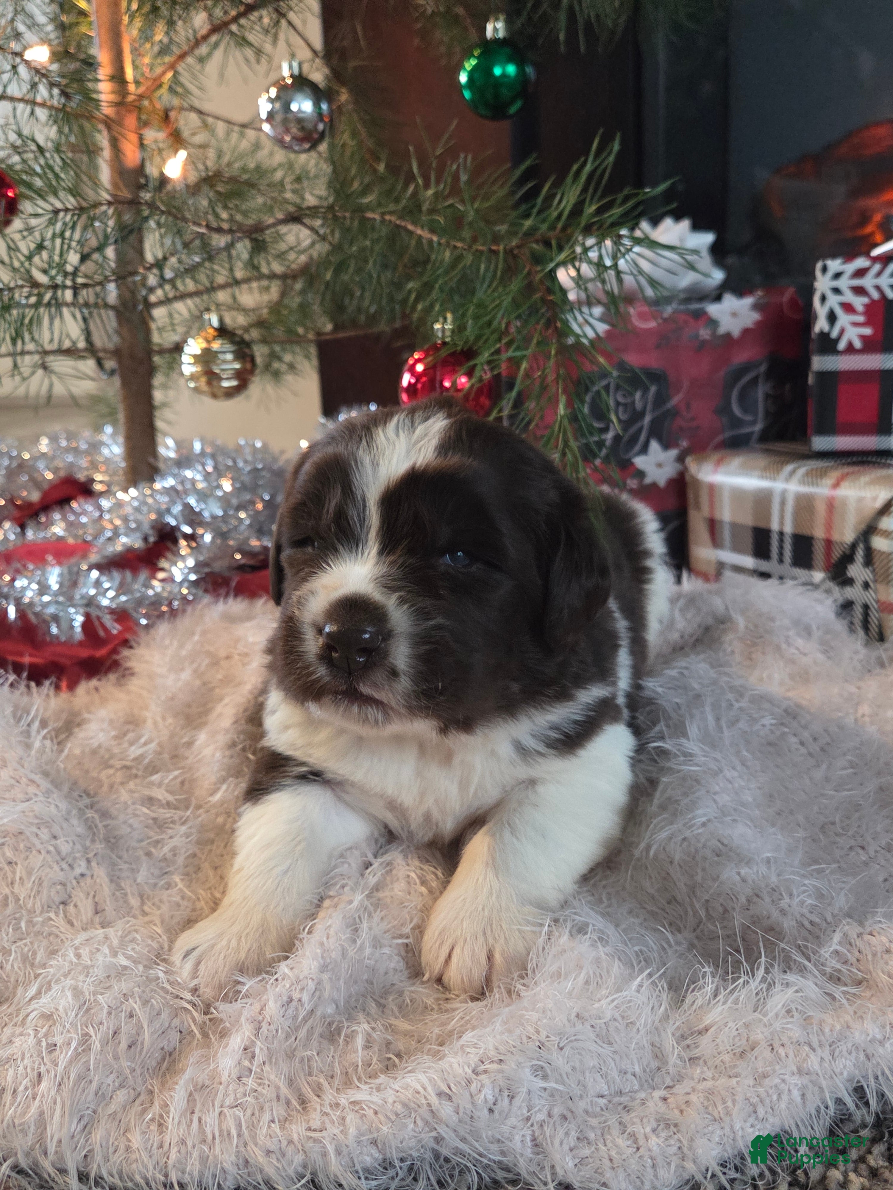 Newfoundland dogs Frosty  - Ad 22