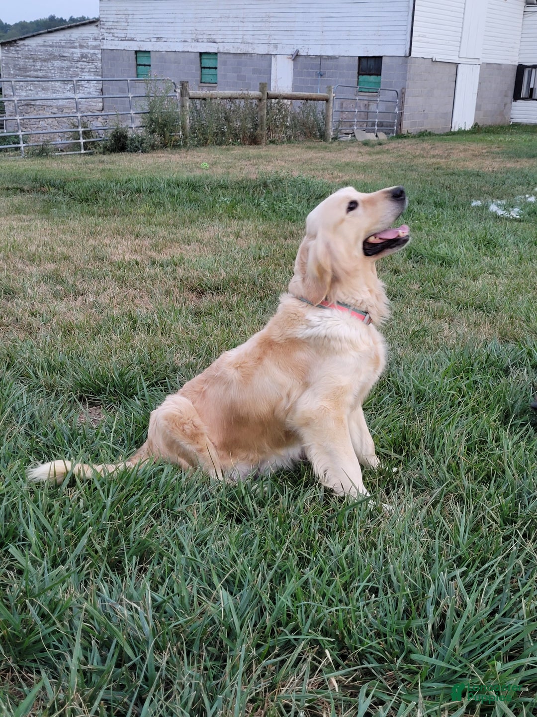 Golden Retriever dogs for sale: Echo - Ad 5