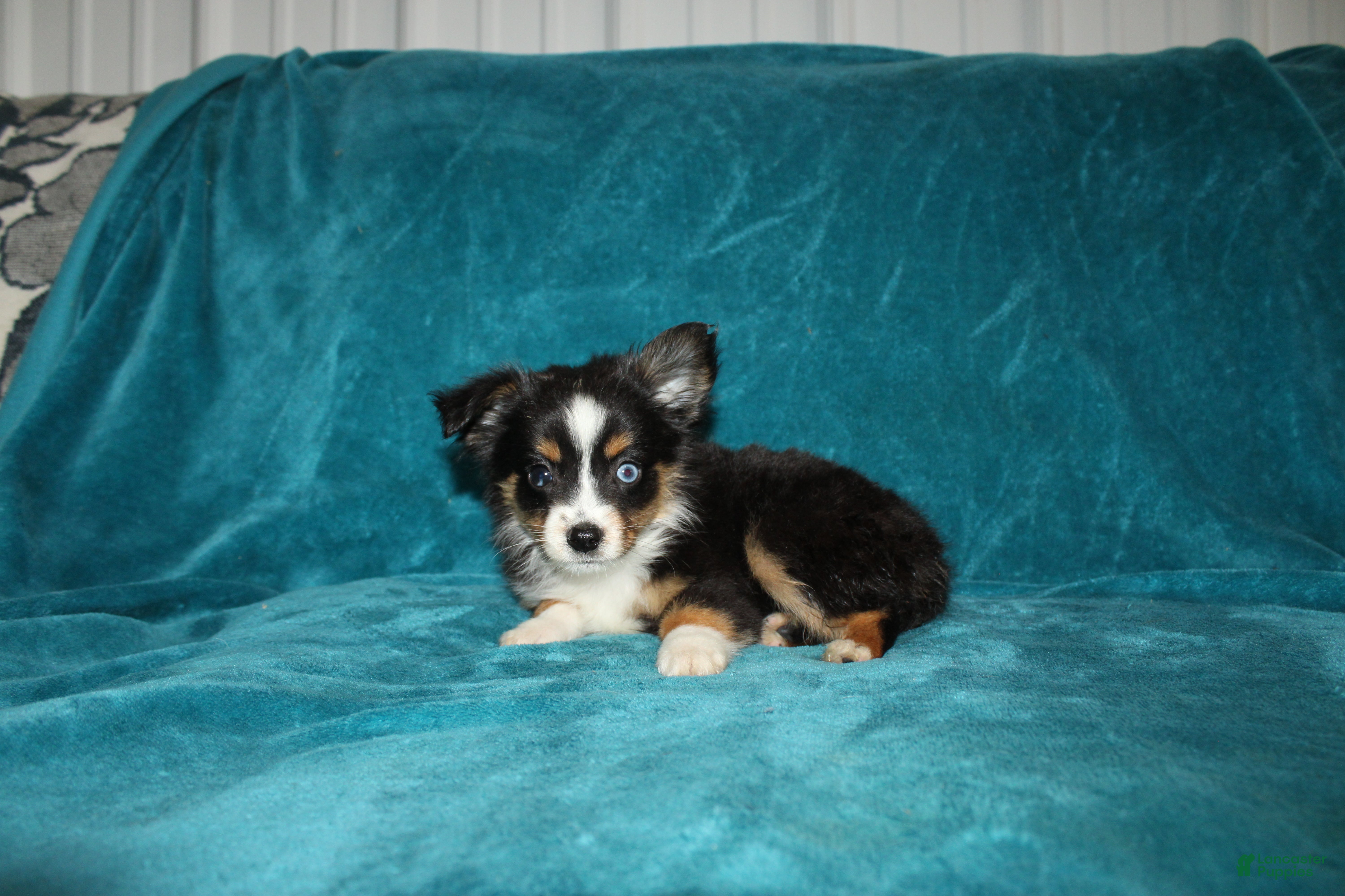 Miniature Australian Shepherd dogs for sale: Sparky - Ad 4