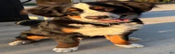 Bernese Mountain Dog dogs for sale: Denali - Black boy - Ad 3