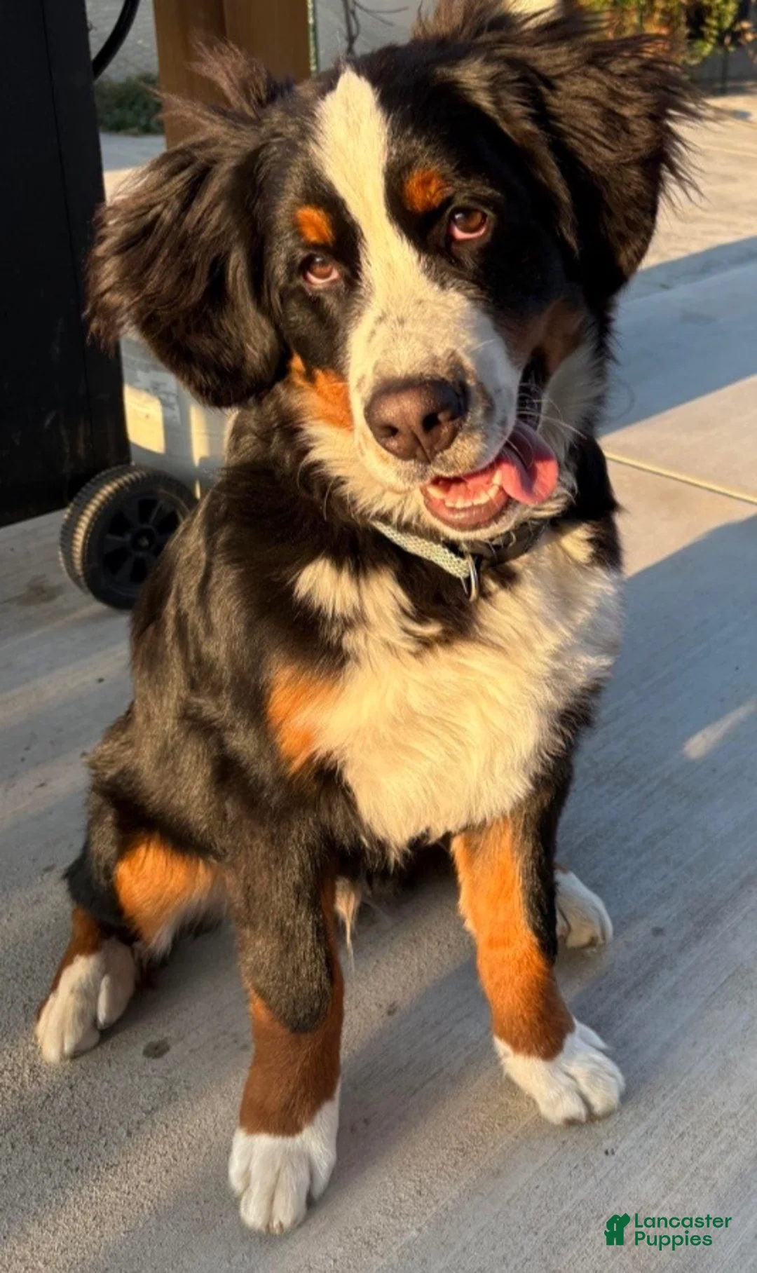 Bernese Mountain Dog dogs for sale: River - Dark Blue Boy - Ad 2