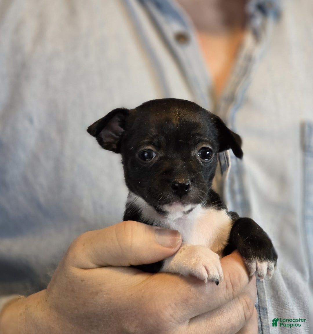 Chihuahua dogs for sale: Black Hawk  - Ad 7