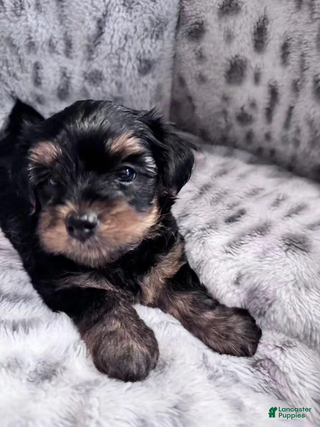 Yorkshire Terrier dogs for sale: Minnie - Ad 2