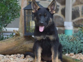 German Shepherd dogs - Ad 38