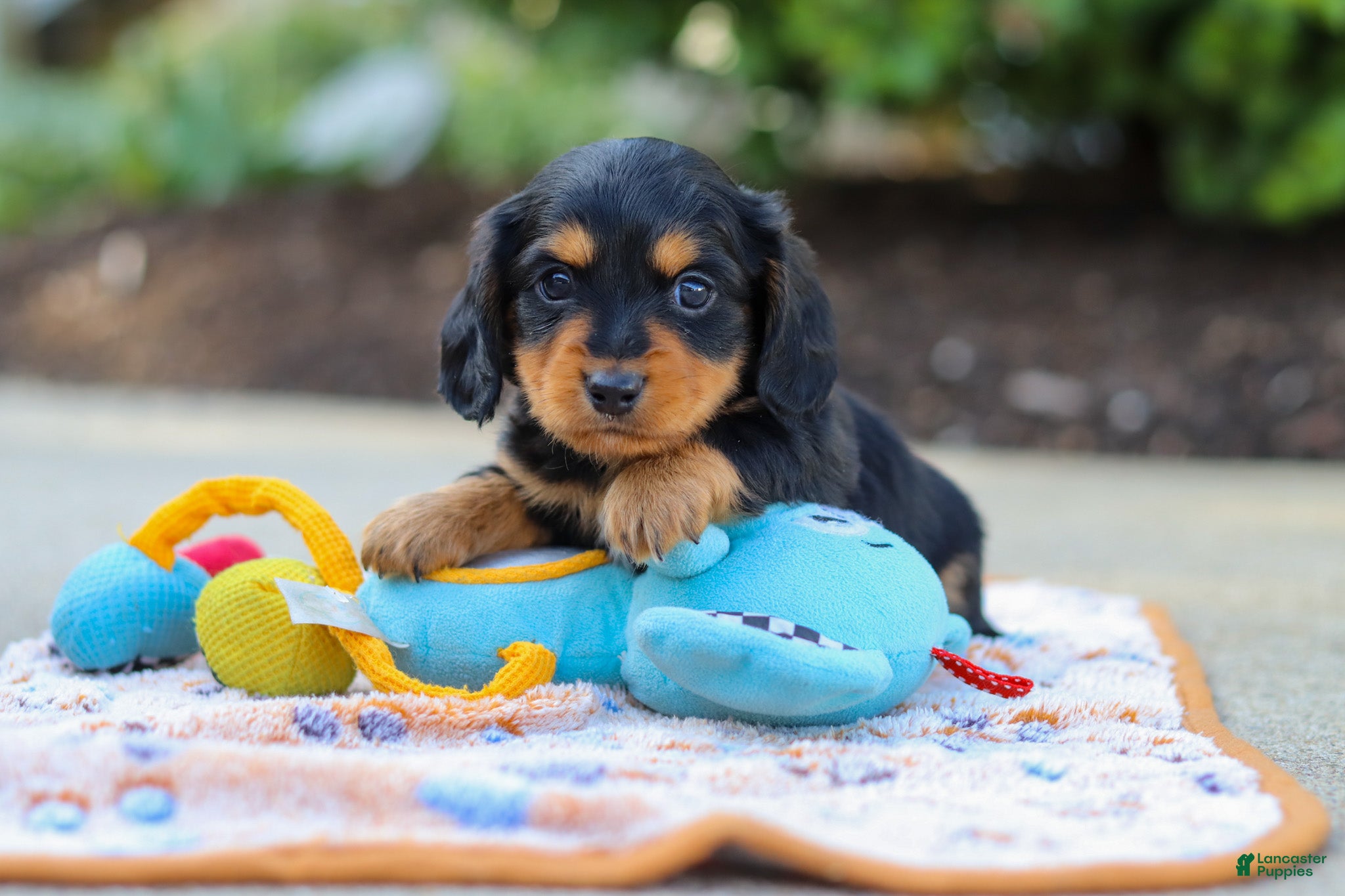 Miniature Dachshund dogs Clark - Ad 1