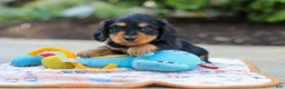 Miniature Dachshund dogs for sale: Clark - Ad 1